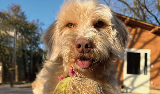 コッペ大好き！