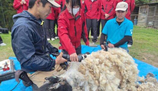 高校生さん毛刈り体験！