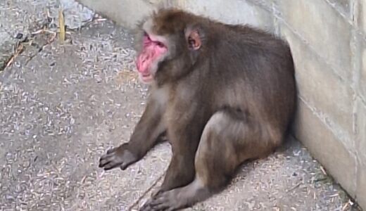 ニホンザル７匹家族に！