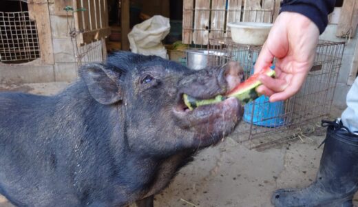 夏といえば・・・