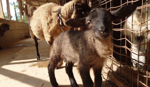 ヒツジの赤ちゃん生まれたよ