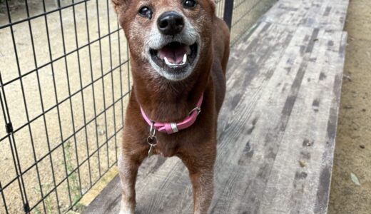 美濃柴犬が仲間入り。