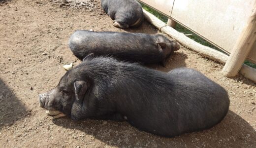 ミニぶたぶたぶた